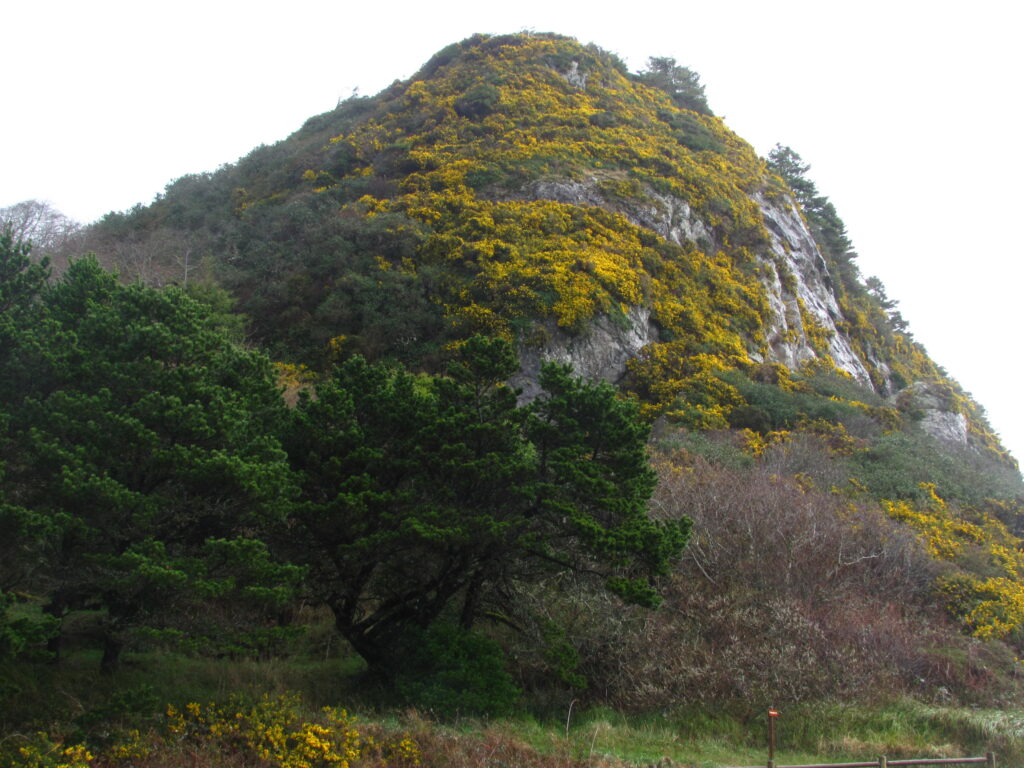 Harris Butte before gorse removal