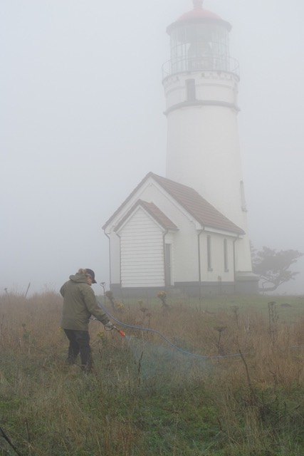 Chemically treating biddy-biddy at Cape Blanco State Park