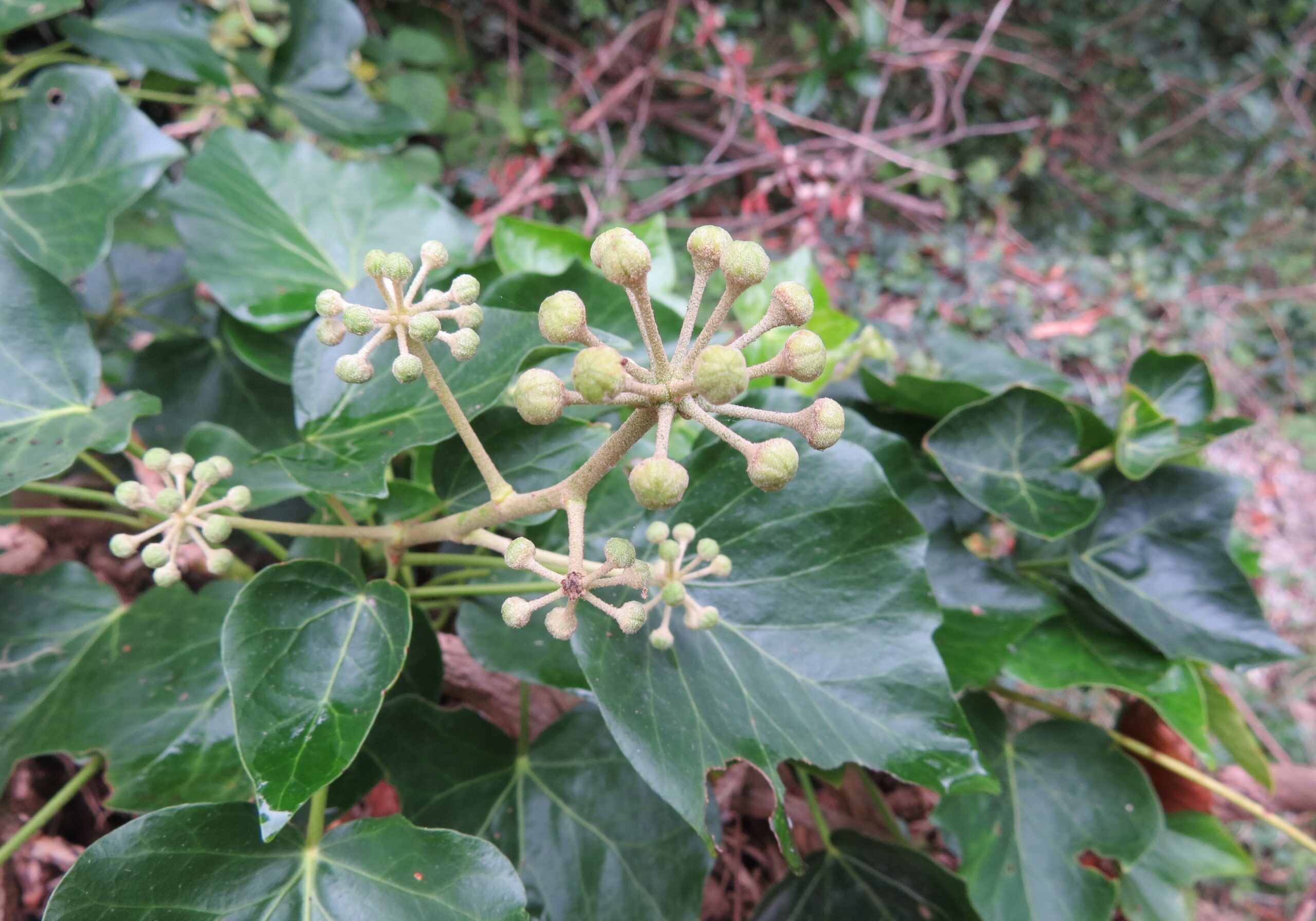 English ivy in Englewood 2020_credit CoosWA