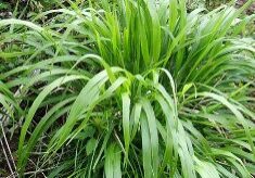 False brome_King Co_Brachypodium_sylvaticum_clumps_GM_small