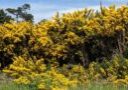 Gorse in Bandon_credit CoosWA (1)