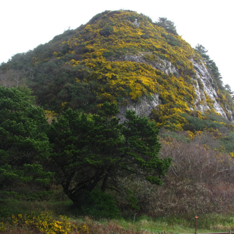 Harris Butte before gorse removal