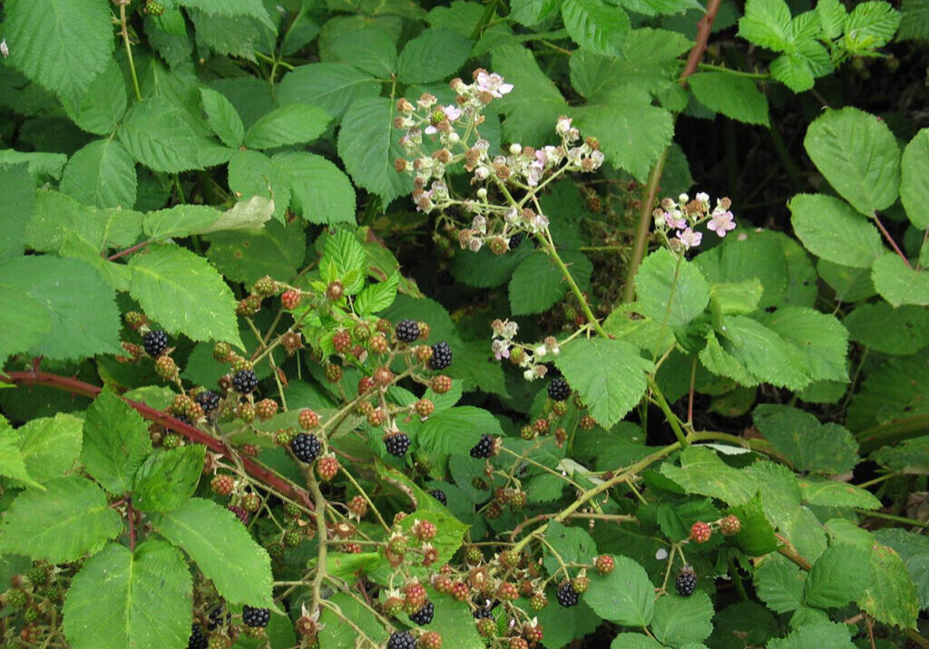 Himalayan blackberry flowers and berries, photo credit kingcounty.gov