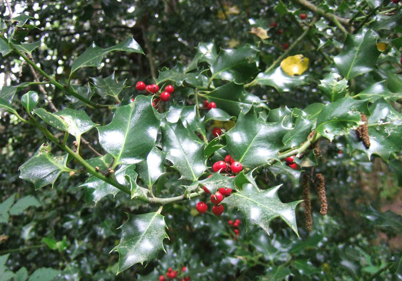 Holly with berries, photo credit kingcounty.gov