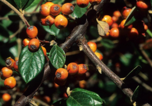 OrangeCotoneaster, photo credit John Ruter, University of Georgia, Bugwood.org