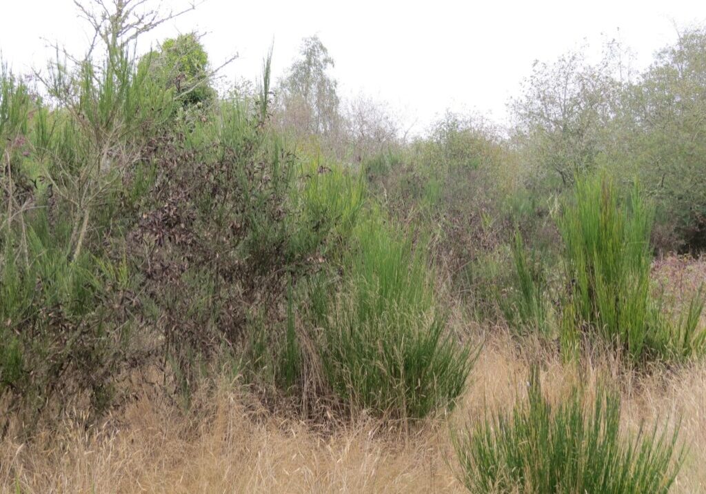 Scotch broom at Millicoma Marsh, photo credit Coos Watershed Association