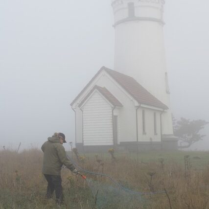 Chemically treating biddy-biddy at Cape Blanco State Park