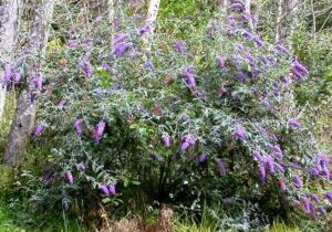 butterfly_bush_woods_ThurstonCo_King County weeds page