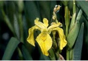 iris_closeup_king county