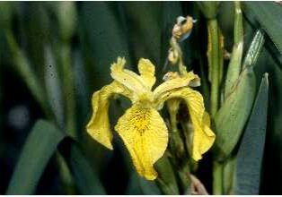 iris_closeup_king county