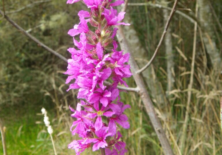 loosestrife cooswa3