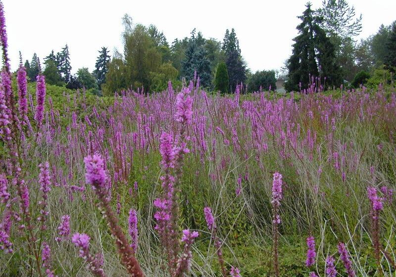 purple_loosestrife_wetland_king co